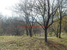 Dsc00586